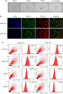 Human dendritic cell targeting peptide can be targeted to porcine dendritic cells to improve antigen capture efficiency to stimulate stronger immune response